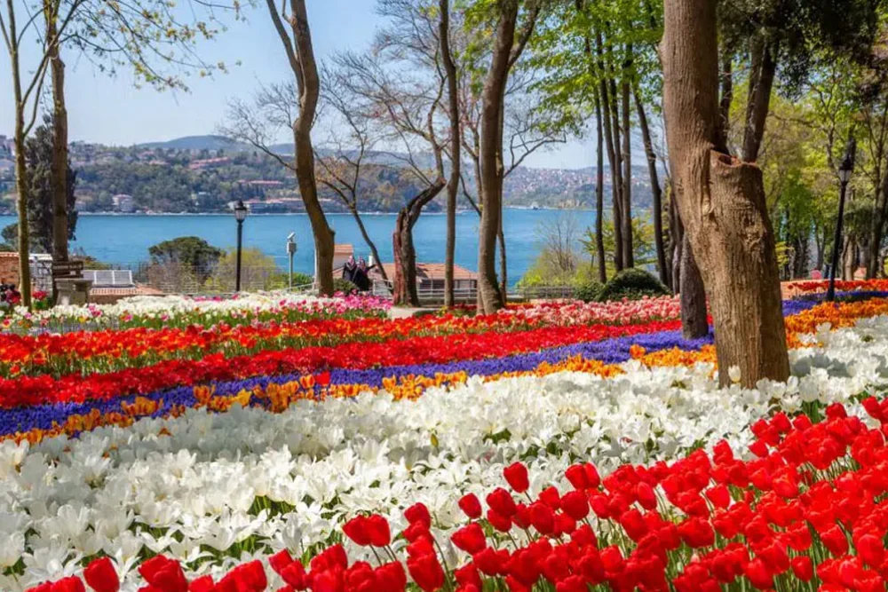 Tulip fields in Istanbul's Emirgan Park