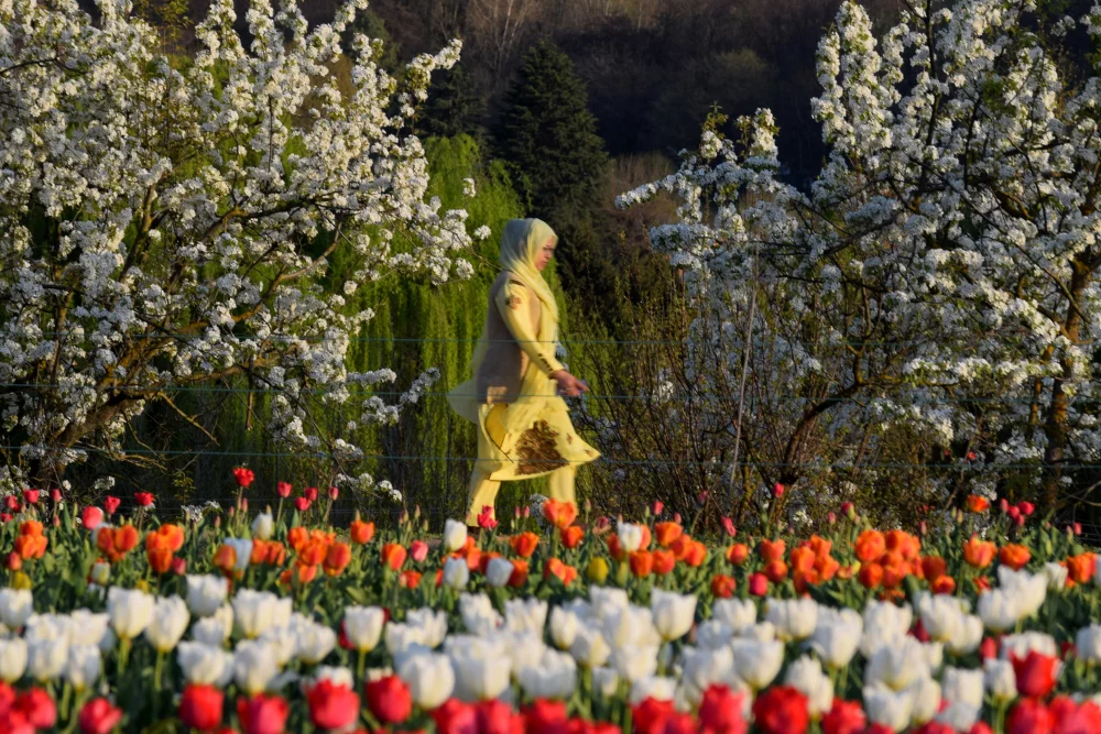 Srinagar's Tulip Festival