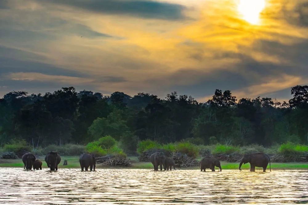 Elephant herd on the bank of the Kabini reservoir