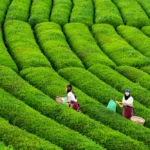 Rize tea capital of Turkey