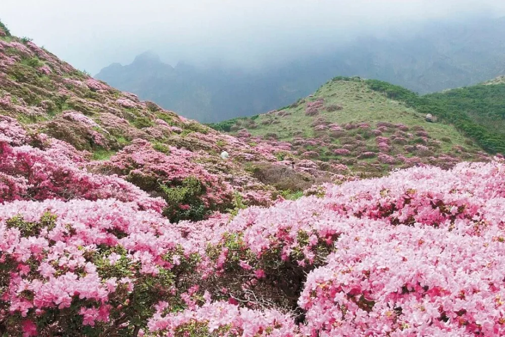 Rhododendrons bloom in Bhutan