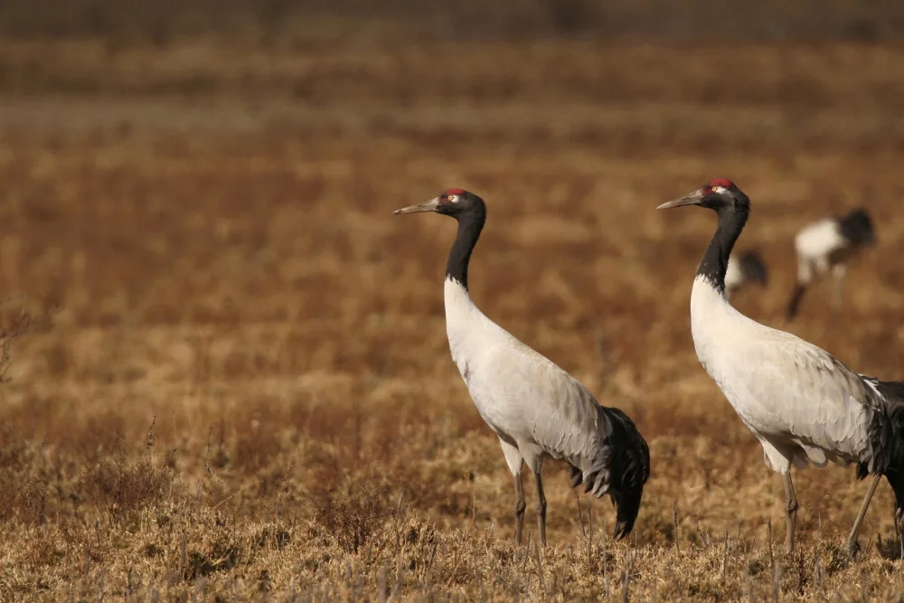 spot black-necked cranes