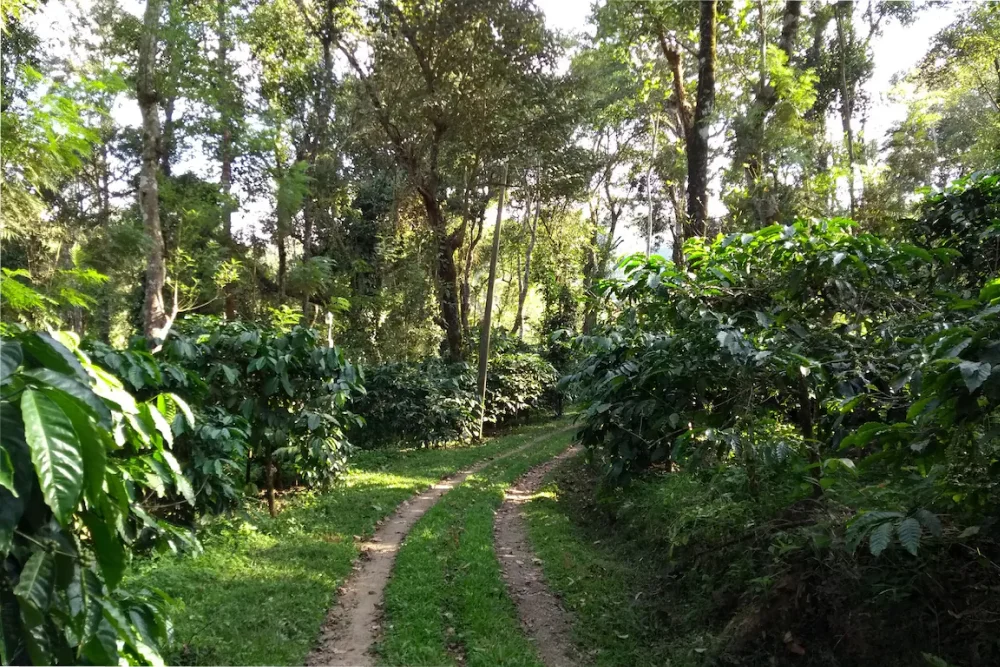 Madikeri: The Heart of Coffee Country