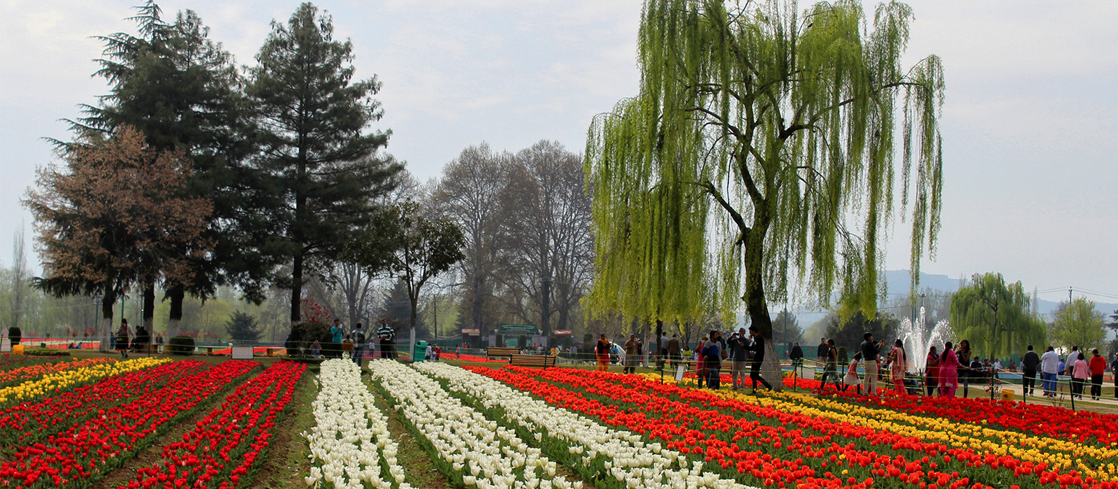 Kashmir Tulip Garden Festival Package Group and Family